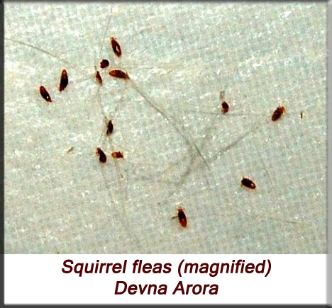 Devna Arora - Indian palm squirrel - squirrel fleas